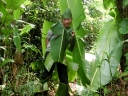 akha (09)